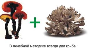 схема лечения грибами