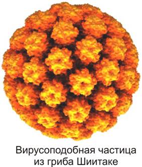 Вирусоподобные частицы –ВПЧ (virus like particles – VLP) – это двухнитевидная цепочка РНК, по своему строению напоминающая вирус